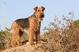AIREDALE TERRIER 038